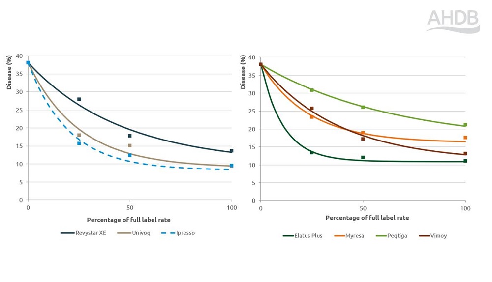 Yellow rust disease fungicide performance response chart 2024